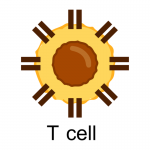 Plexision T-Cell